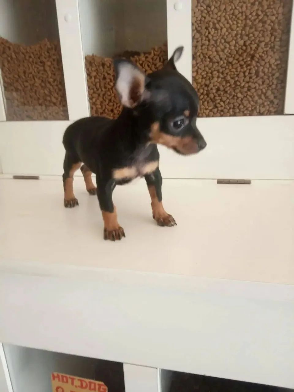 Pinscher Zero Zero