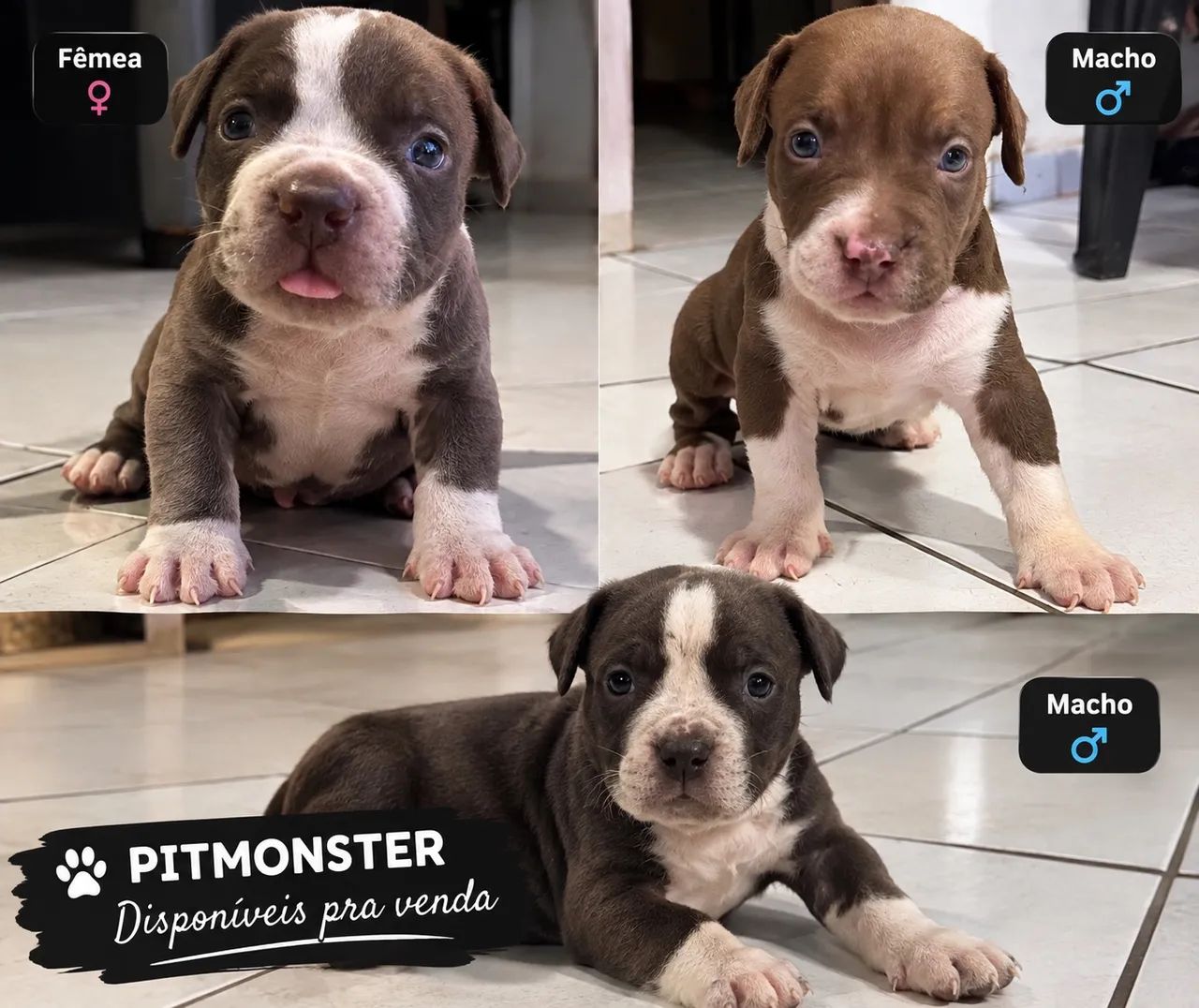 Monster  - Foto 2