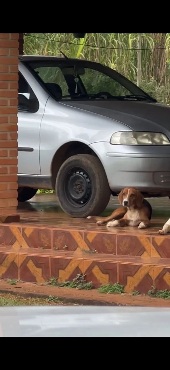 Americano com beagle