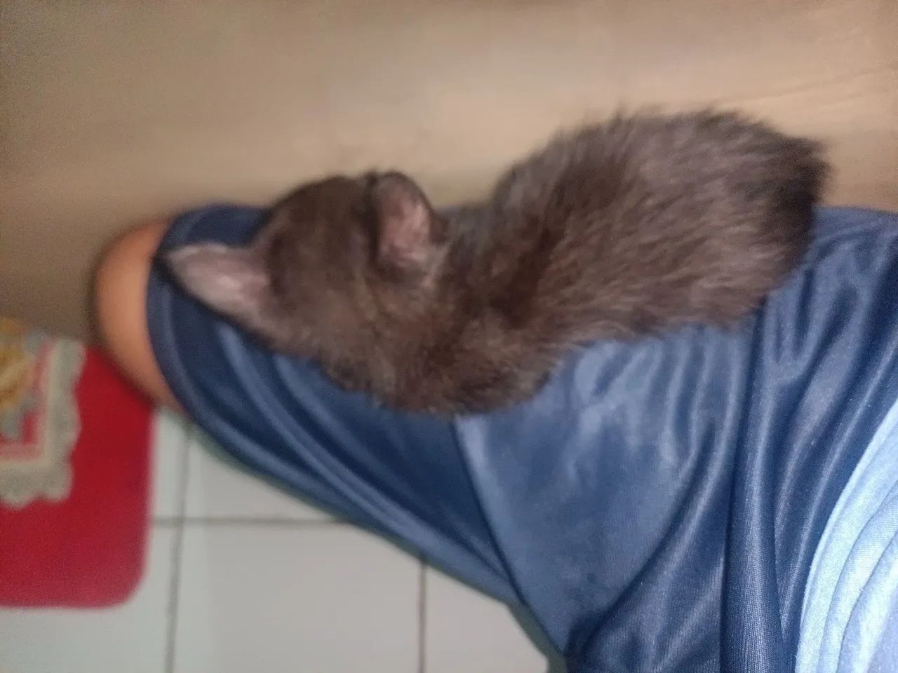 Doação de gato 