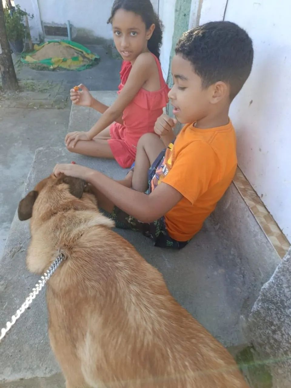 Pastor belga malinoa  - Foto 4