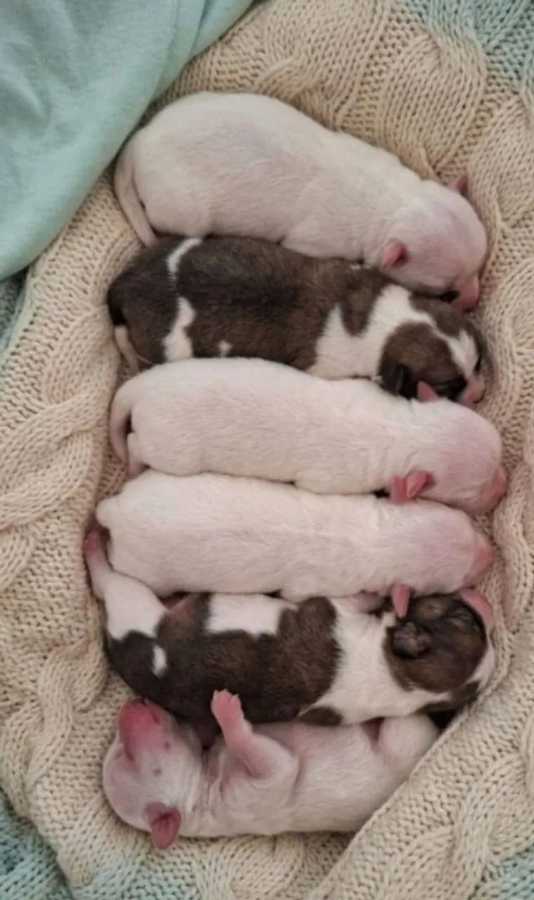 Chihuahua  - Foto 2