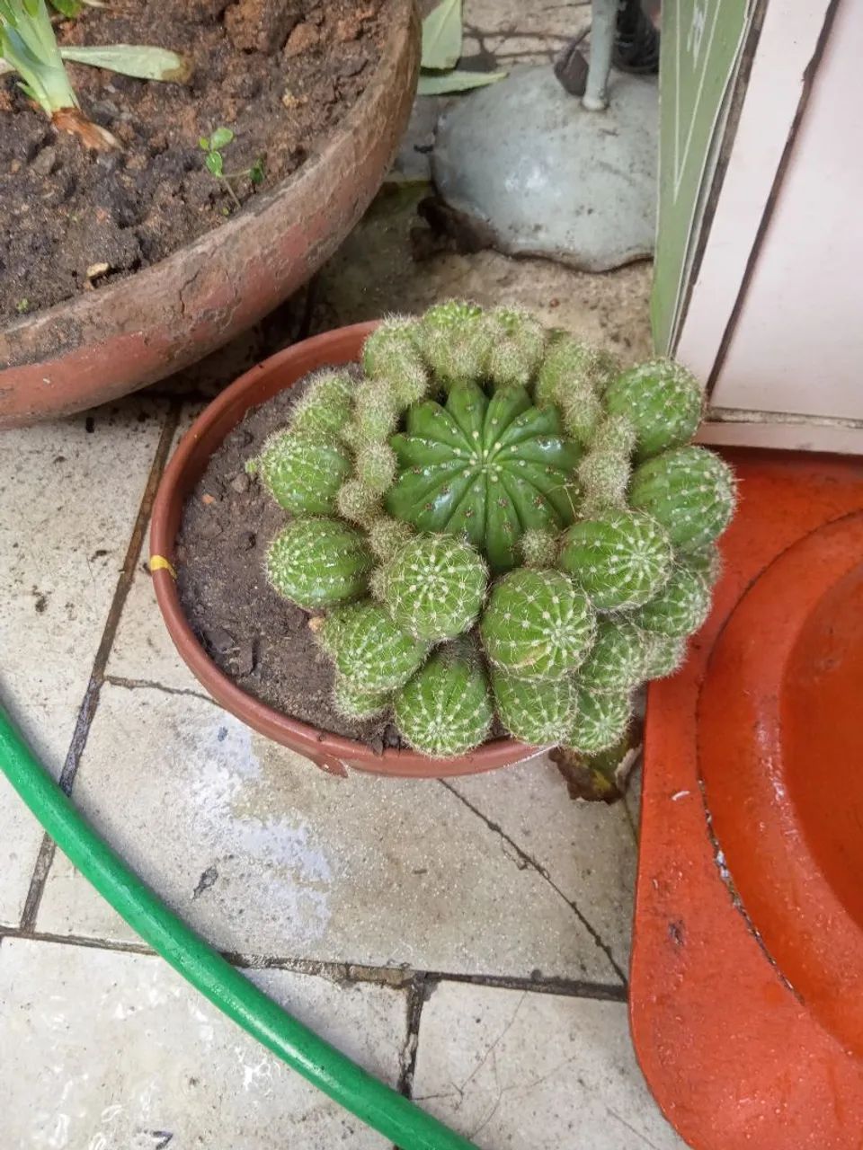 Echinopsis oxygona