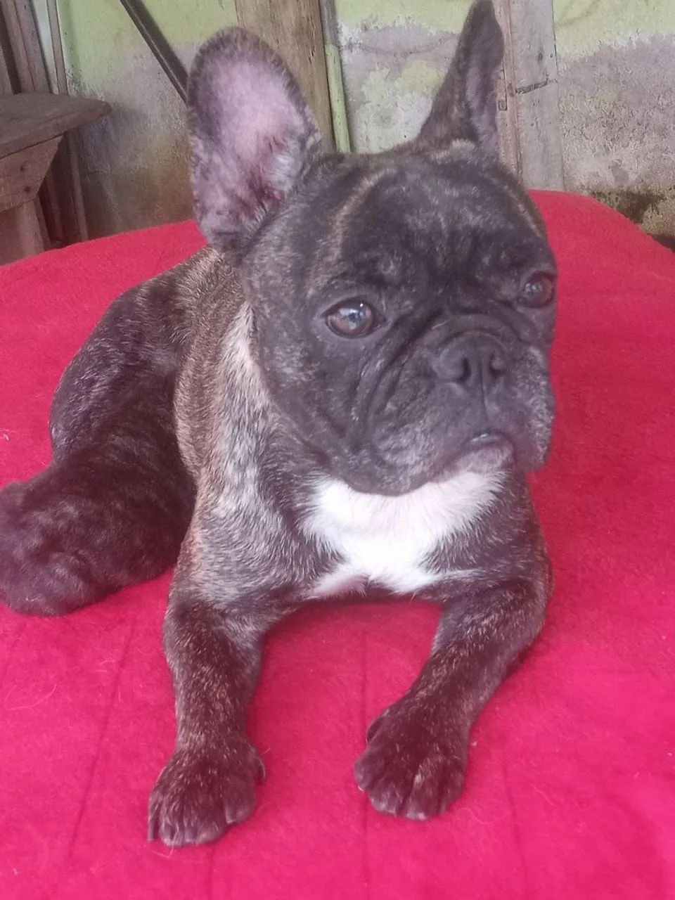 Mãe e filha venda Bulldog francês 