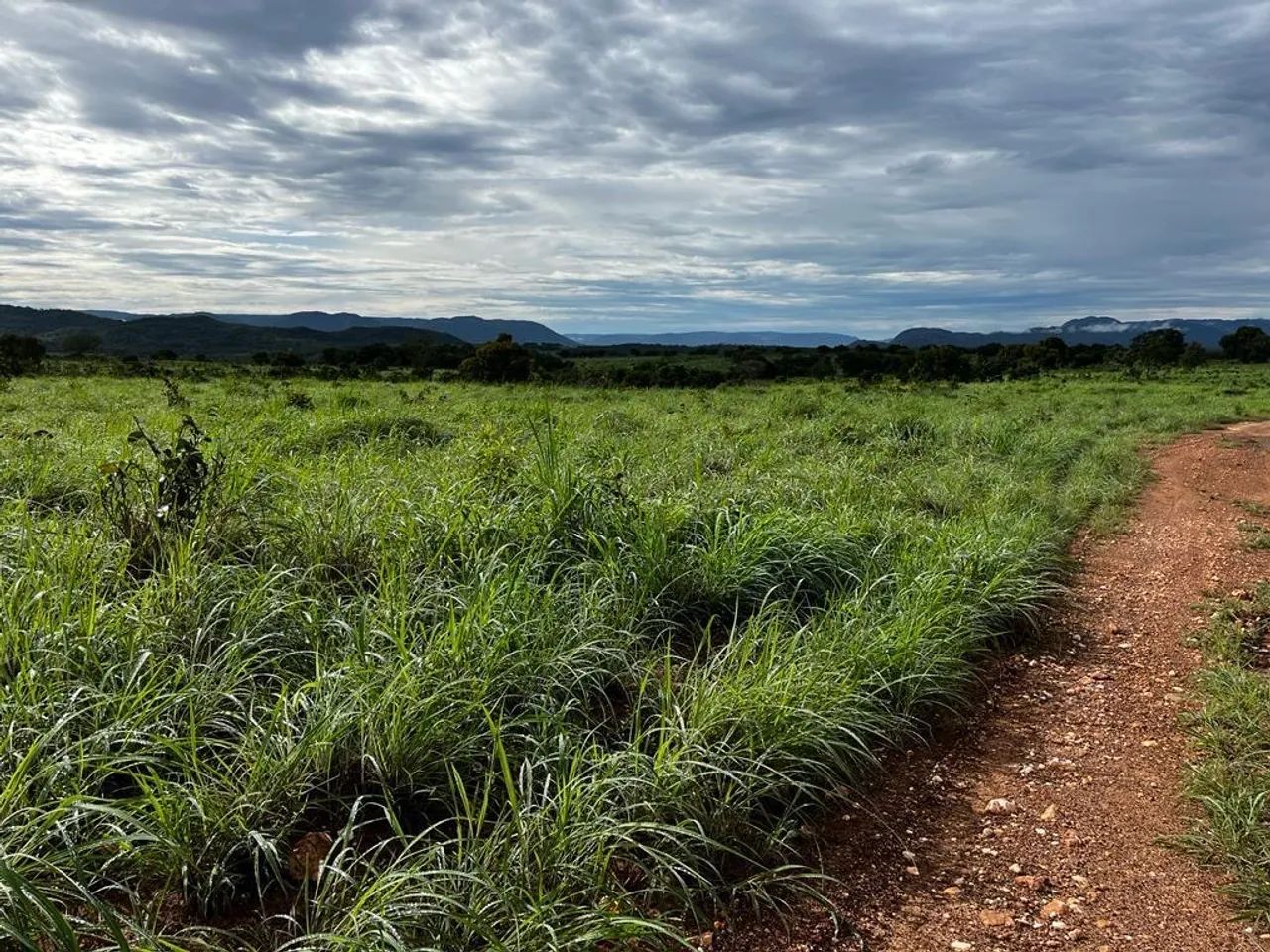 Fazenda de 560 alqueires em Monte Alegre-GO - Foto 2