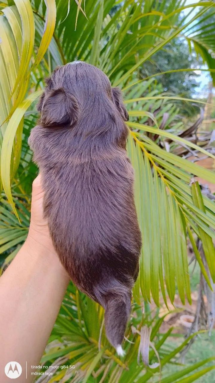 Cachorro  - Foto 2