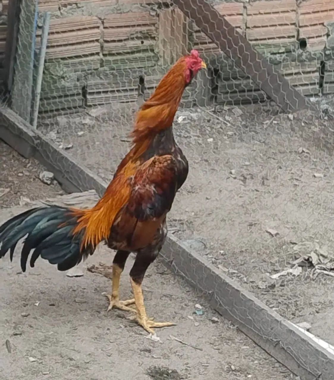 Galo