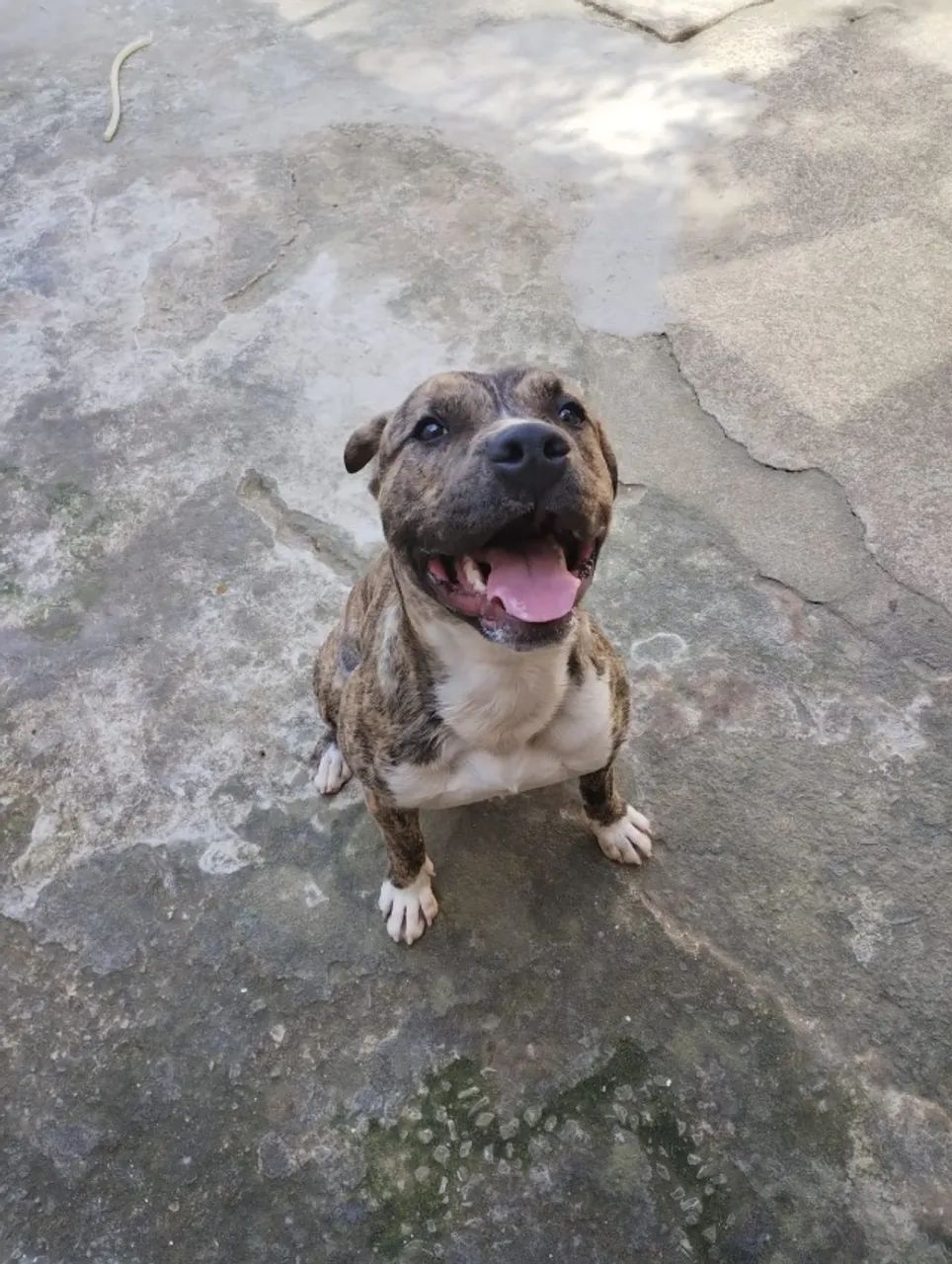 Pet - Foto 3