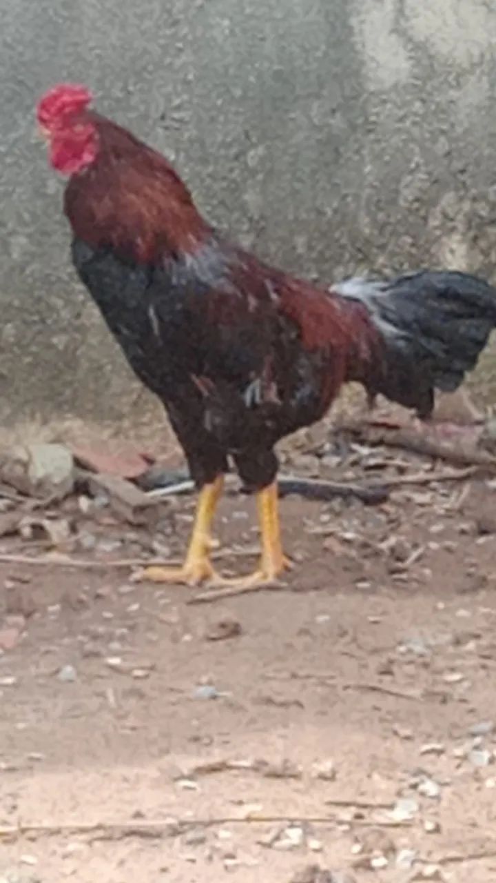 vendo um galo