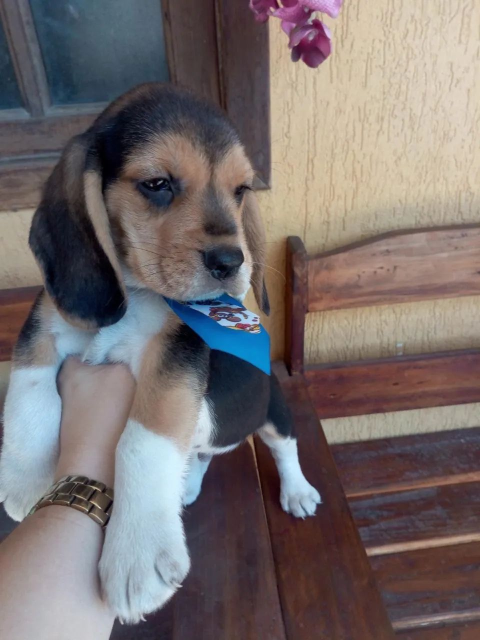 Beagle tricolor 2 meses - Foto 2
