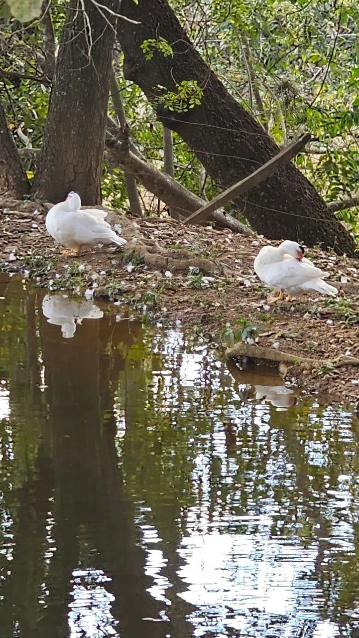 Patos