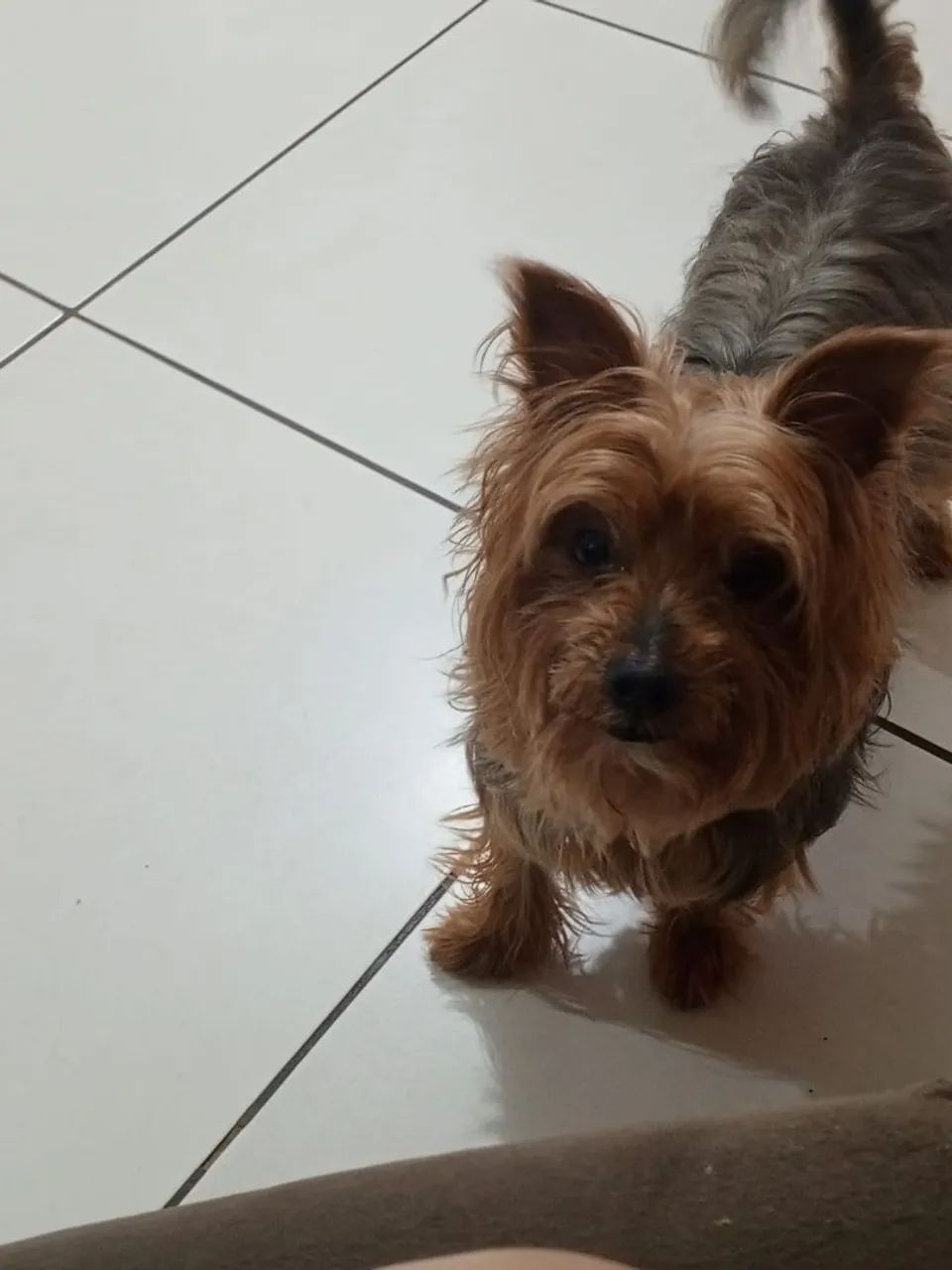 Cachorro ? - Foto 5