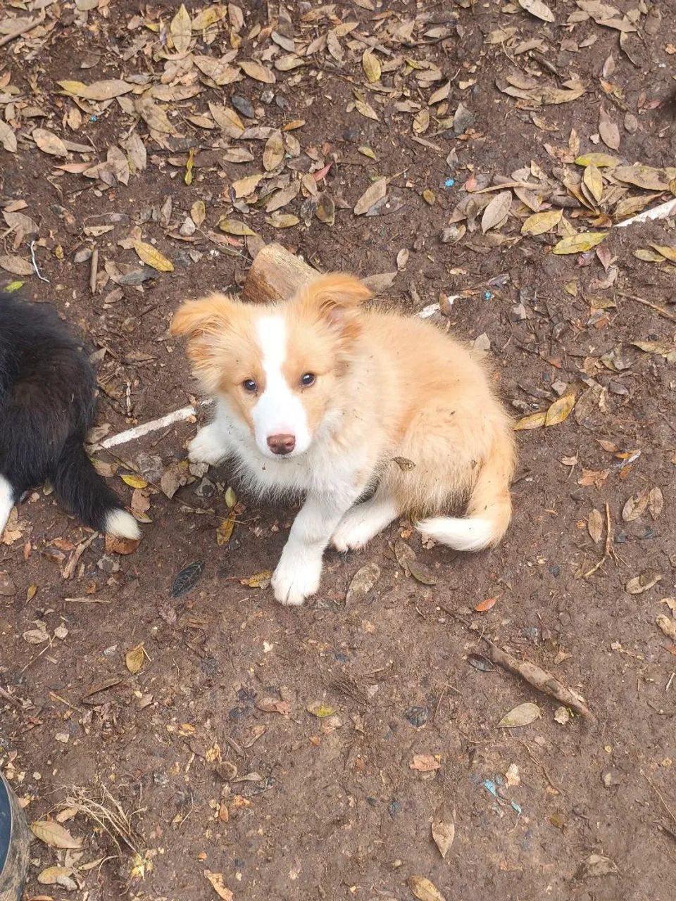 Filhotes de border Collie  - Foto 2