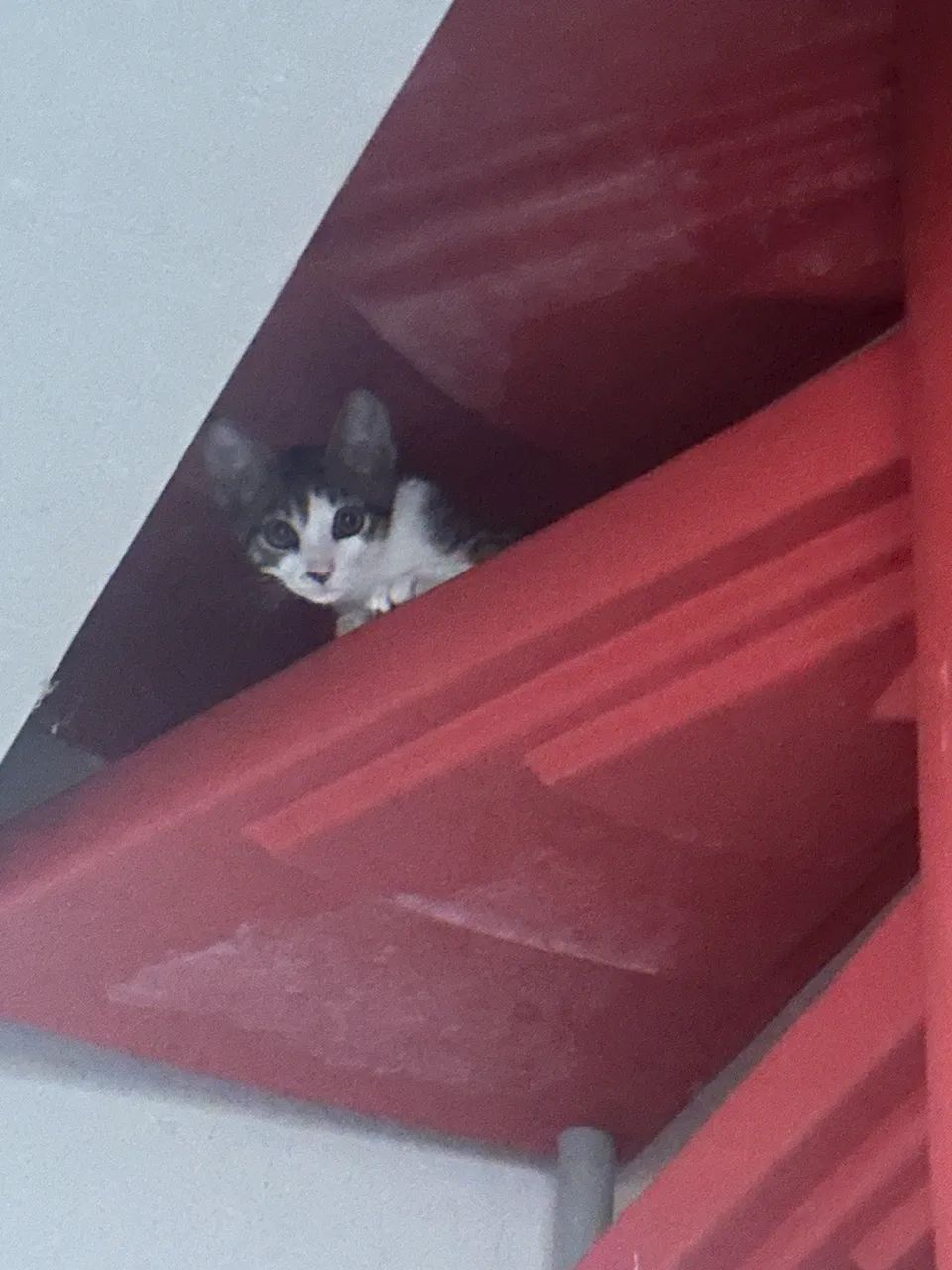 Gato para Doação - Foto 3