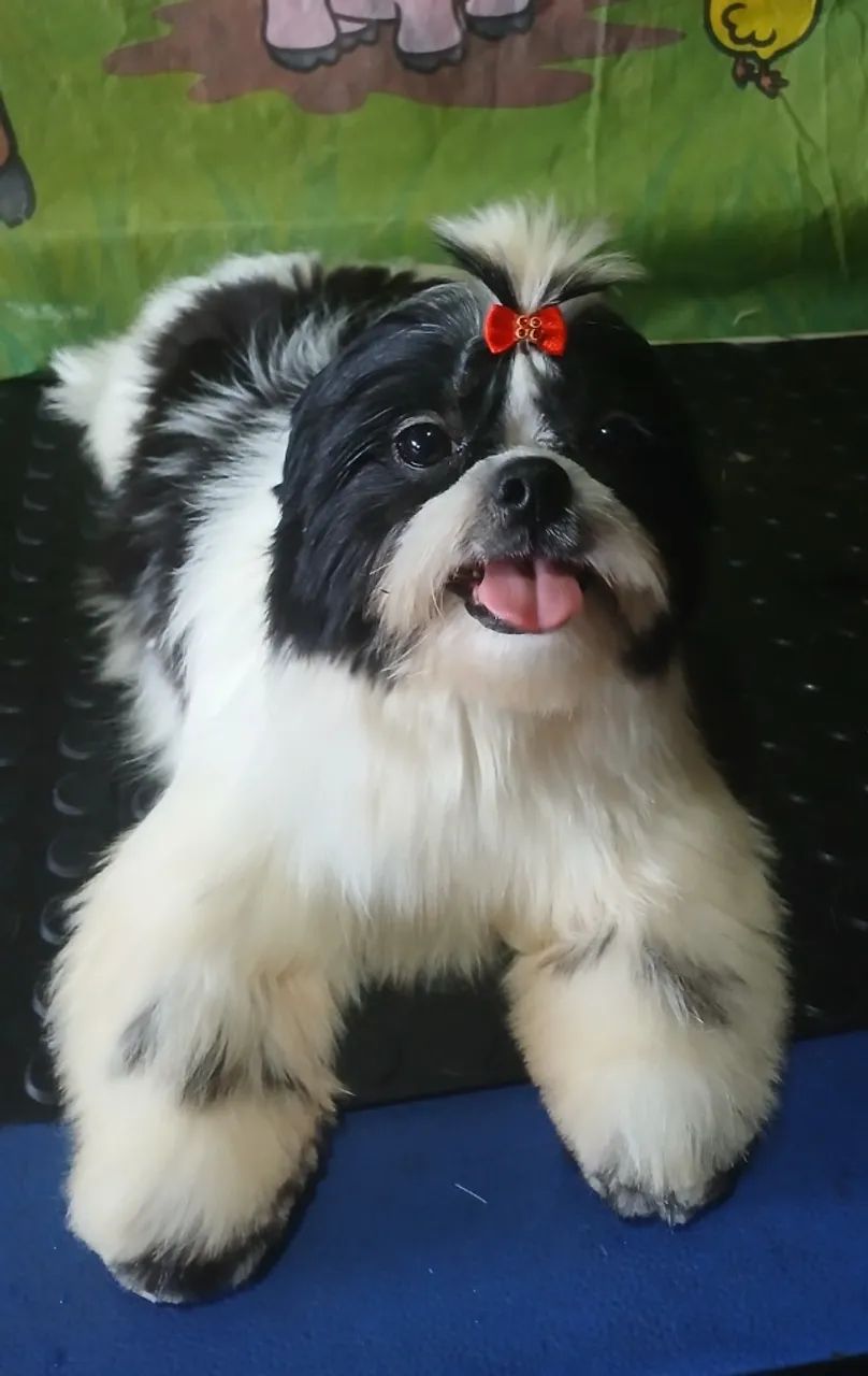 Shihtzu 