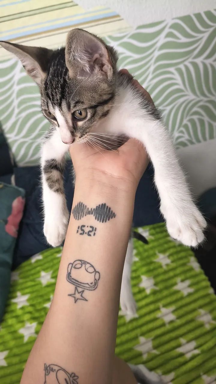 GATO MACHO DOAÇÃO 