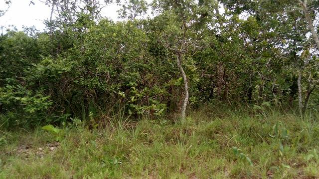 Chácara Estrada Velha da Guia Beira Rio Cuiaba - Foto 6