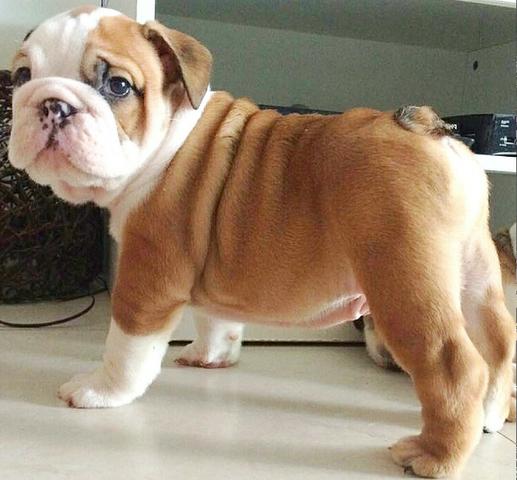 Bulldog filhotes lindos
