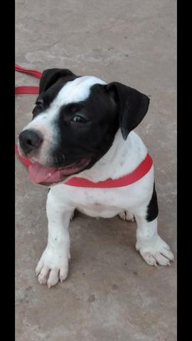 Vendo Pit Monster - Foto 4