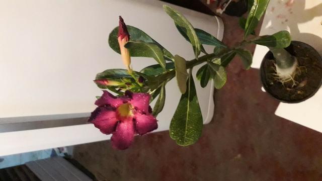 Rosa do deserto