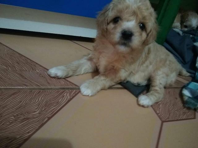 Vendo - Foto 2