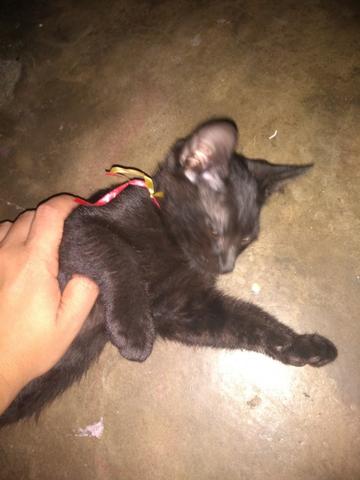 Gatinhos - Foto 3
