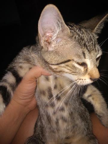 Gatinhos - Foto 2