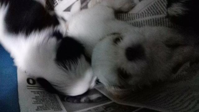 Shihtzu