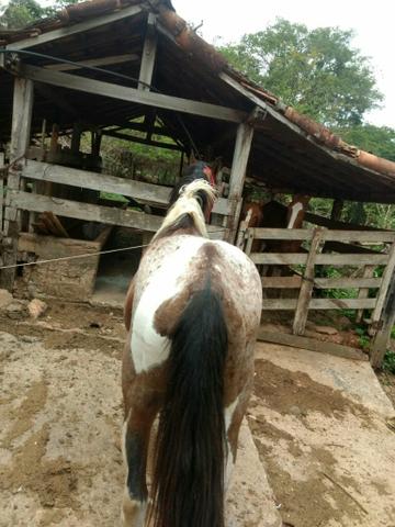 Cavalo pampa