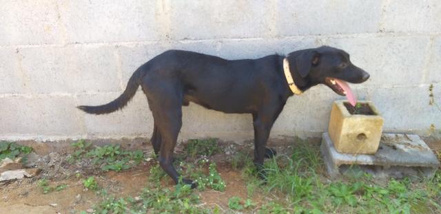 Adoção Responsável - Duque (1 ano e mestiço de labrador) - Foto 4