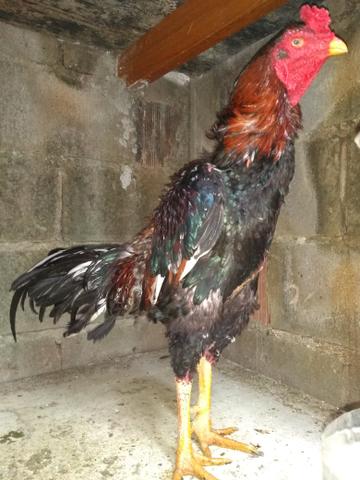 Vendo galos e galinhas de raça 250 cada ou comprado acima de 5 Faso por 150 cada - Foto 3