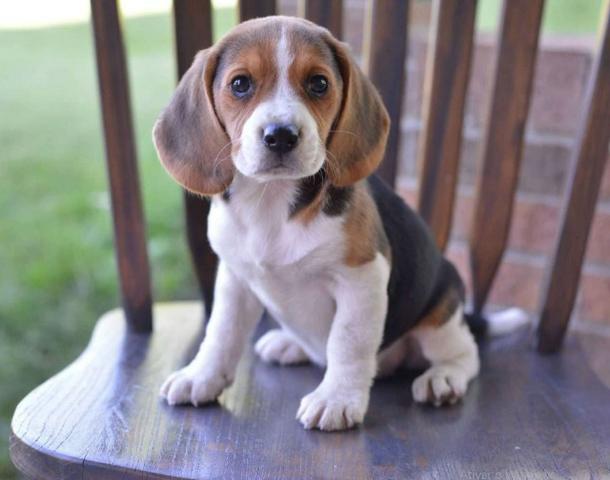 Beagle lindos filhotes