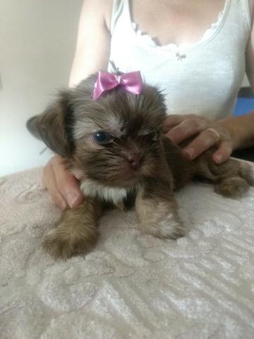 Vendo filhote fêmea da raça Shih Tzu com 44 dias. - Foto 2