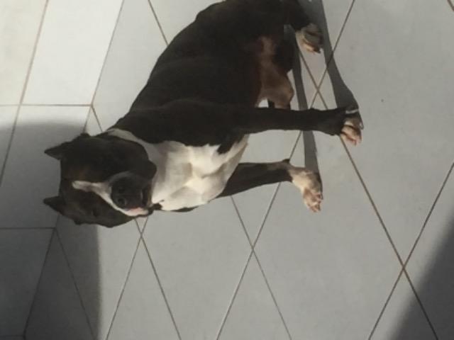 Cachorro com pedigree disponível para cruzar.american staffordshire