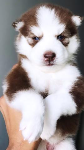 Filhotes de Husky Siberiano Wooly - Barreiras-BA