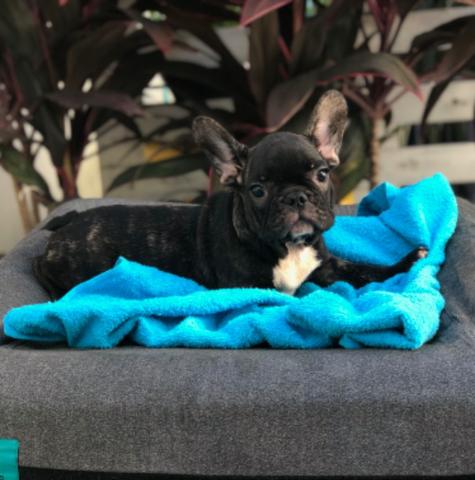 Lindos filhotes Buldogue francês com pedigree cbkc
