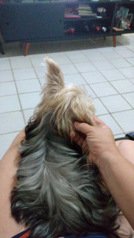 Vendo um york 600.00 - Foto 3