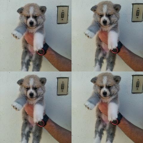 Filhotes de Akita Inu