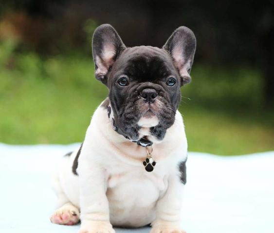 Bulldog Francês Machos Castrados