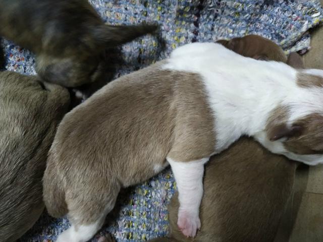 Filhotes de Pitbull - Foto 5
