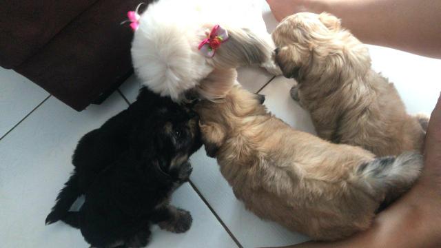 Filhotes de Lhasa Apso puro