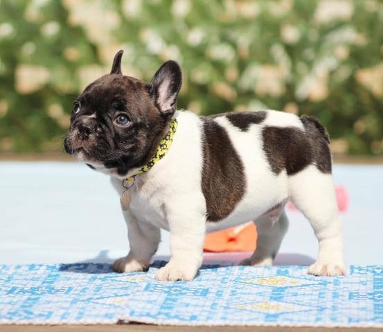 Bulldog Francês Machos Castrados - Foto 4