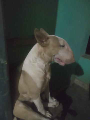 Filhote de Bull terrier - Foto 5