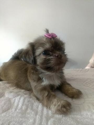 Vendo filhote fêmea da raça Shih Tzu com 44 dias. - Foto 3