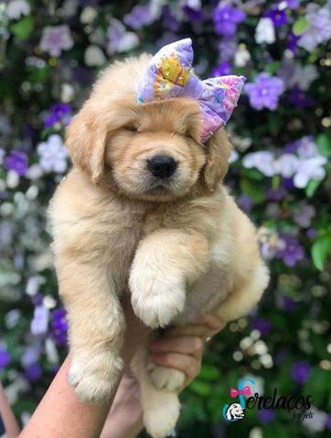 Filhote Golden Retrivier com Pedigre e Garantia de Saúde