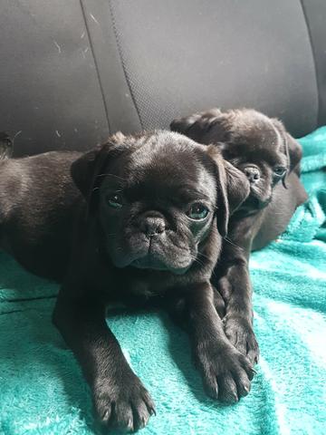 Filhotes Pug fêmeas - Foto 2