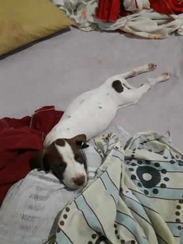 Vendo essa linda pitbull ela tem 2 meses já interessados chama no zap ou ligar * - Foto 4