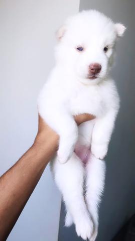 Filhotes de Husky Siberiano Wooly - Barreiras-BA - Foto 6