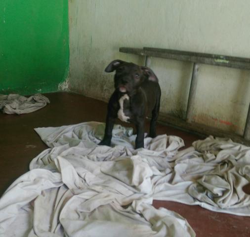 Pit Monsters - Foto 2