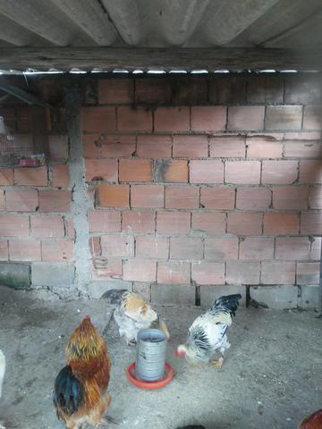 Vendo estes galos Brahma
